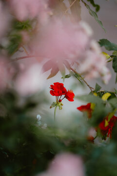 Vibrant red flower surrounded by soft pink blooms