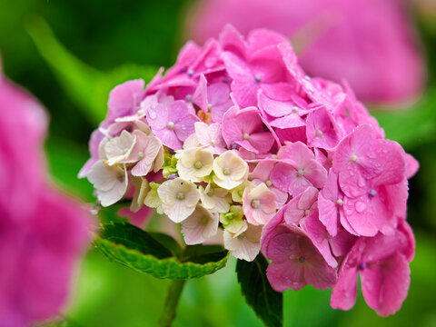 優しさを宿す花の雫
