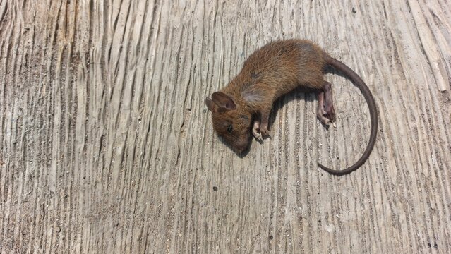 Dead rat lying on a weathered wooden surface, capturing a gritty and stark scene of urban wildlife