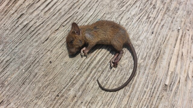 A small lifeless brown mouse lies still on a weathered concrete surface, a somber depiction of nature's harsh realities and the fragility of life for rodents often considered pests