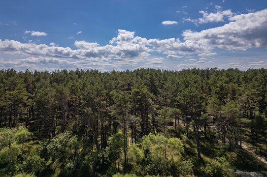 Coastal pine forest near Jaunkemeri beach in Jurmala, Latvia