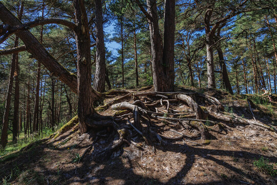 Exposed pine tree roots on sandy dune in coastal forest near Jaunkemeri beach, Jurmala, Latvia