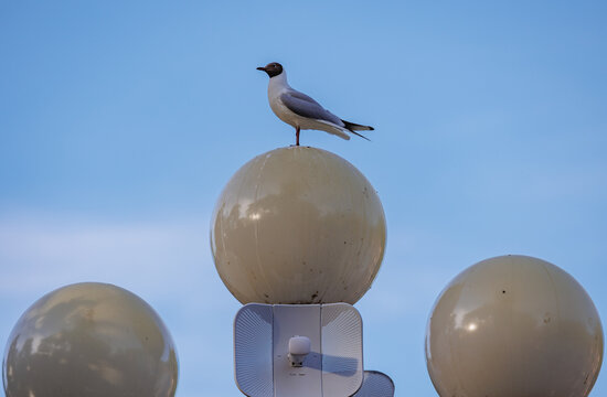 Black-headed gull perched on a street lamp in Majori, Jurmala, Latvia