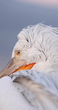Dalmatian pelican flying in a beatiful light in slow motion.