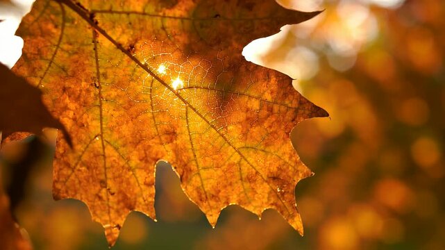 光を透かす紅葉の葉のクローズアップ