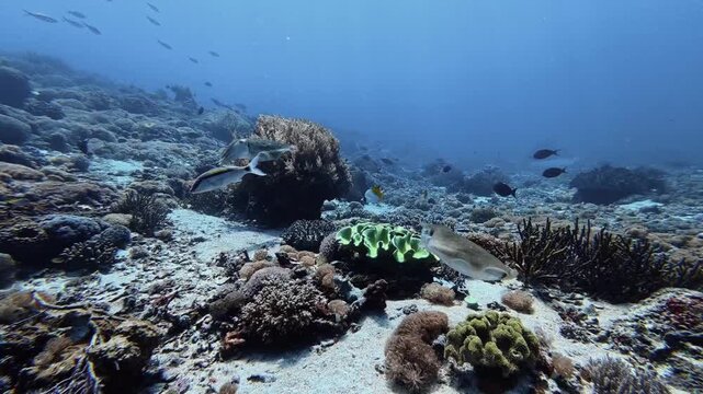 Broadclub Cuttlefish Hovering and Swimming Over Coral Reef
