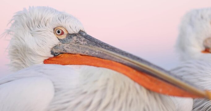 Dalmatian pelican flying in a beatiful light in slow motion.