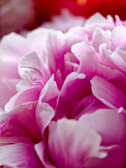 Obraz premium Soft Pink Peony Petals Abstract Texture and Gentle Curve Pattern