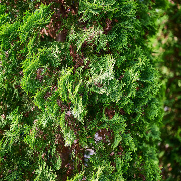 Close up texture of green thuja branches with small cones