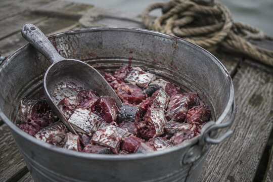 Chopped fish chum in galvanized metal bucket with metal scoop on weathered dock
