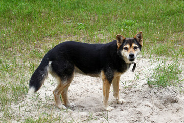 A medium-sized black and tan mixed-breed dog stands on sandy ground surrounded by green grass. The dog has a bushy tail and alert expression. © Nadezhda Zaitceva