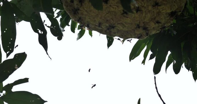 (Wasp) A large wasp nest on a tree; an insect ecosystem,Insects and the environment, ecology concept.
