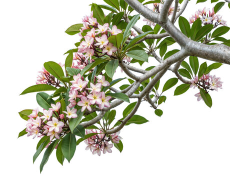 Foreground pink flowers on a transparent background