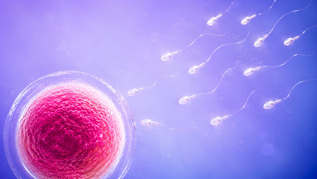Human egg cell and sperm approach ovum for fertilization, reproductive medicine, IVF fertility treatment and conception.