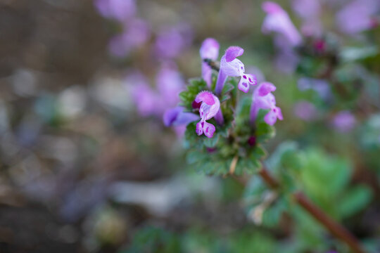 ホトケノザ（Lamium amplexicaule）：シソ科の紫の花のマクロ写真／「春の七草」の一つ