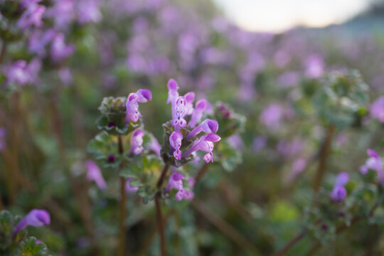 ホトケノザ（Lamium amplexicaule）：シソ科の紫の花のマクロ写真／「春の七草」の一つ