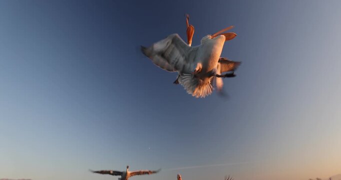 Beautiful Dalmatian pelican flying at the sunset with blue sky at the background