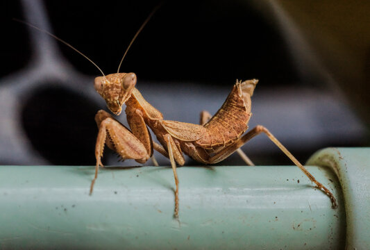 Adult female European dwarf mantis (Ameles spallanzania) close-up