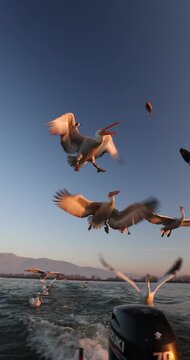 Beautiful Dalmatian pelican flying at the sunset with blue sky at the background