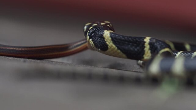 A king cobra is eating a snake in the wild.