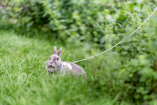 Gray Pet Rabbit on a Leash Outdoors. Dwarf gray domestic rabbit wearing a harness looks toward the camera in lush grass, showing outdoor activity and care for small pet. Safe pet walking
