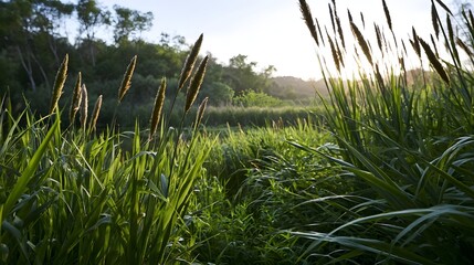Fototapeta premium Sunlight filters through tall grasses at dawn or dusk highlighting green blades and seed heads against a soft background of trees