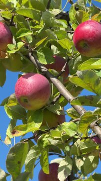 Apples fruits on a tree in orchard, vertical video.