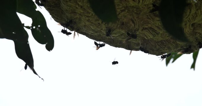 (Wasp) A large wasp nest on a tree; an insect ecosystem,Insects and the environment, ecology concept.