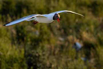 Im Licht der Abendsonne fliegt eine Lachmöwe (Chroicocephalus ridibundus) über die Brutkolonie, Vogelkolonie, Brutzeit, Brutkleid, Möwenschrei, Juni, Eidersperrwerk, Deutschland © Helge