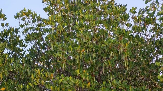 Wide tilt up view of tall Rhizophora mangrove tree canopy with hanging propagules