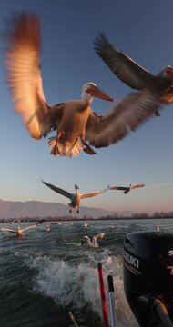 Beautiful Dalmatian pelican flying at the sunset with blue sky at the background