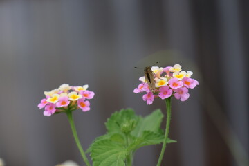 A skipper butterfly sipping nectar from a lantana flower © Mt. Cape