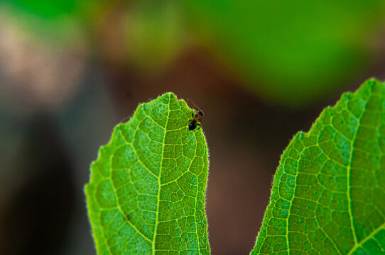Small Ant on Green Leaf Tip in Nature