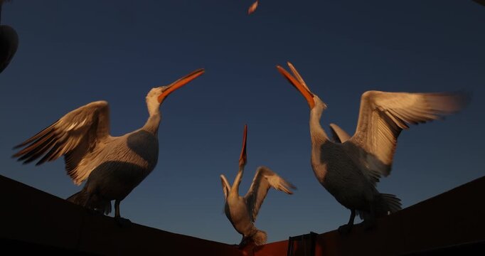 Beautiful Dalmatian pelican flying at the sunset with blue sky at the background