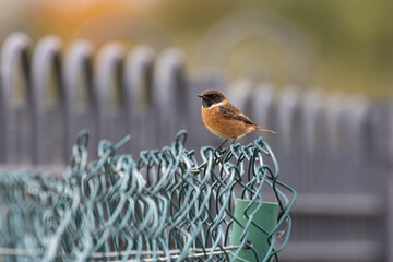 Fototapeta premium Male stonechat on a chain-link fence