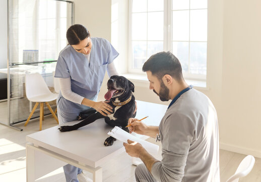 Veterinarian writes notes as nurse comforts dog. In a bright clinic the exam uses calm handling on the table, highlighting professional pet healthcare and teamwork. Caring vet care concept now.