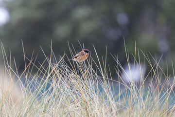 Fototapeta premium Stonechat perched in coastal dune grass