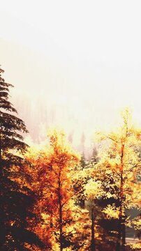 Bright trees with orange and yellow leaves stand tall in the forest. The sun shines through, showing the beauty of the fall season. It captures the colors of nature during daylight.