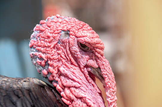 A close-up of the wrinkled head of a dark-feathered turkey vulture