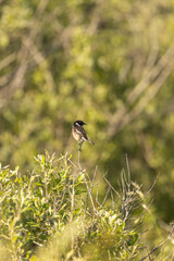 Fototapeta premium Male stonechat on a twig above scrub