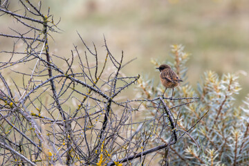 Fototapeta premium Stonechat perched in coastal scrub