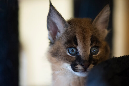 Portr&auml;t eines Karakal Kitten