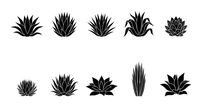 Agave Plant Silhouette Collection Set of Various Succulent and Desert Flora Vector Shapes