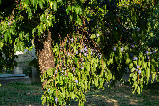Ripe plums growing on a fruit tree in a garden.