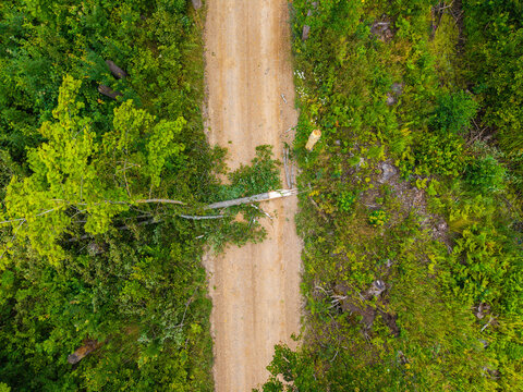 Aerial view of a fallen tree blocking a gravel road in a dense forest in Latvia.