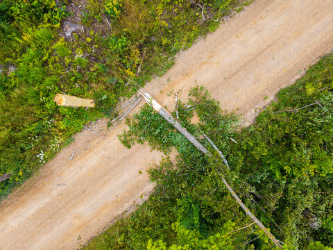 Aerial view of a tree broken by a storm and fallen directly across a gravel road surrounded by lush green forest in Latvia.