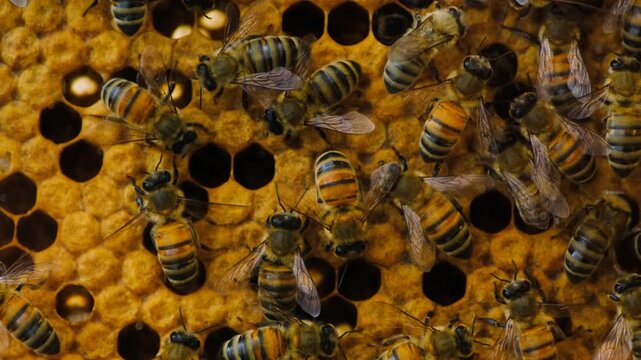 Honeybees Building and Working on Honeycomb. Close Up of Honeybees Inside an Active Beehive. Honeybees Working on Honeycomb Inside a Beehive.