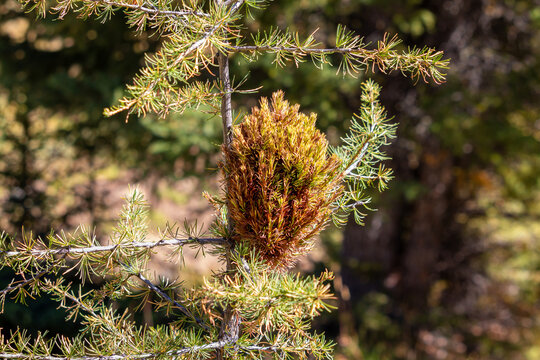 Macro view of witches' broom genetic mutation on Siberian larch Larix sibirica. Dense dwarf ball-shaped branch cluster close up on the way to Karagem breakthrough, Altai mountains, Russia