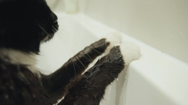 Wet black and white cat front paws gripping white porcelain bathtub rim while shower water flows overhead, droplets clinging to fur and edge, tense body language suggesting cautious curiosity inside