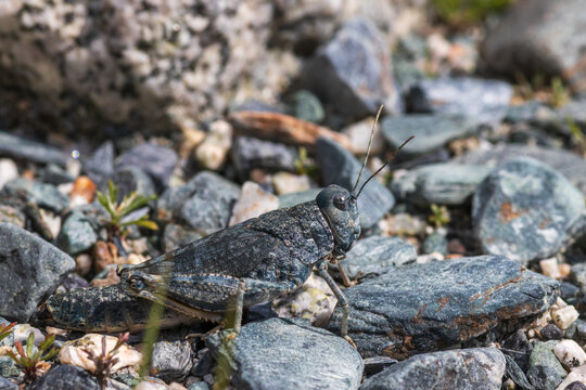 Profile macro photo of wild speckled buzzing grasshopper Bryodemella tuberculata on gravel. Rare rose-winged grasshopper with perfect natural camouflage on rocky slope near Argut river, Altai